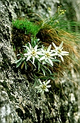 Symbol tatrzanski, szarotka alpejska ( Leontopodium alpinum ). Rosnie na skalach wapiennych w Tatrach Zachodnich.