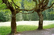 Tatry, lato, drzewa 