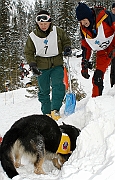 Tatry, zima. Lawina w Malej Swistowce, pies z Horskiej Sluzby ze Slowacji wskazuje kolejne miejsce, gdzie moga byc zasypani.