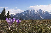 Tatry, wiosna 2004, Szafran Spiski, Krokus - (Crocus vernus), w tle Giewont, jeszcze w zimowej szacie.