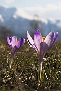 Tatry, wiosna 2004, Szafran Spiski, Krokus - (Crocus vernus), w tle masyw Czerwonych Wierchow jeszcze w zimowej szacie.