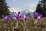 Tatry, wiosna 2004, Szafran Spiski, Krokus - (Crocus vernus), w tle masyw Czerwonych Wierchow jeszcze w zimowej szacie.